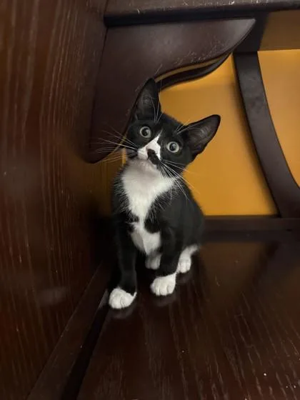 A young small-sized female Domestic Short Hair cat named Fuji for adoption in North Miami Beach, FL