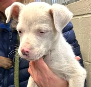 A baby medium-sized male Mixed Breed dog named Stanford for adoption in Madison, NJ