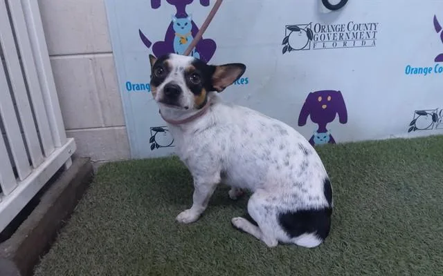 Oreo