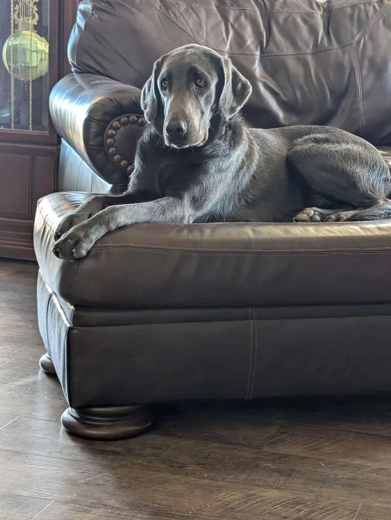 A young large-sized male Labrador Retriever dog named Blue for adoption in Kings Mountain, NC