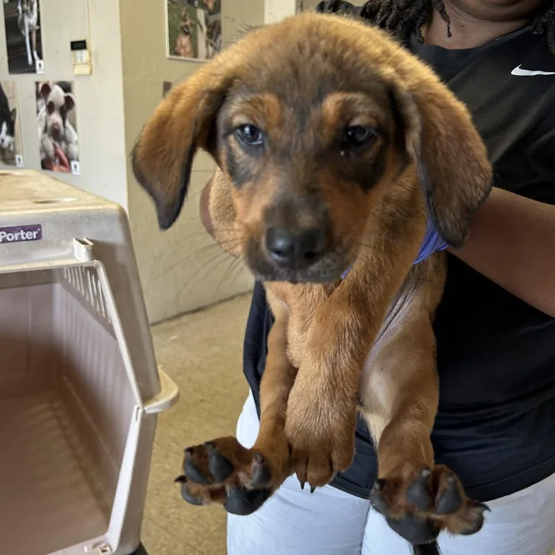 A baby small-sized female Brown / Chocolate Retriever dog named Lilah for adoption in Birmingham, AL