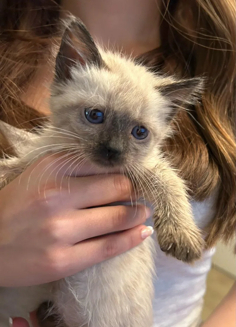 A baby medium-sized female Buff / Tan / Fawn Siamese cat named Taylor for adoption in Campbell, CA