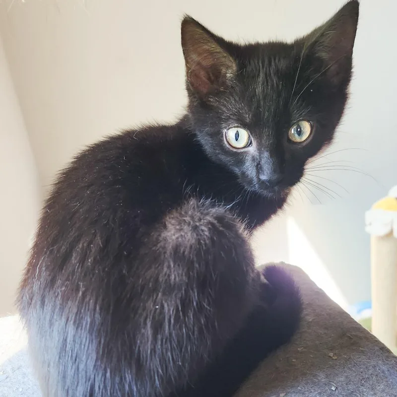 A baby small-sized male Black Domestic Short Hair cat named Dungeon Master for adoption in Fredericksburg, VA