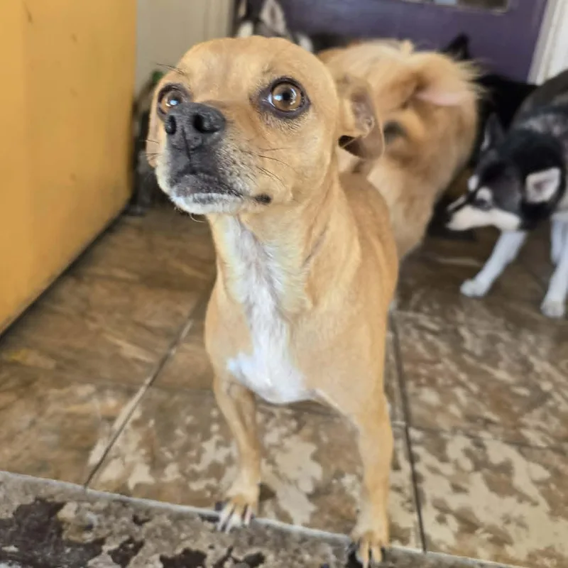Peanut Aka Teacup