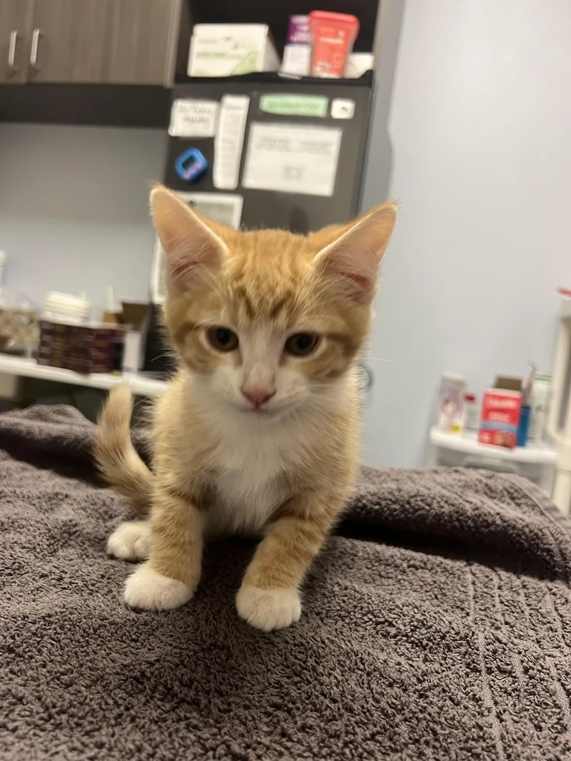 A baby small-sized male Domestic Short Hair cat named Connor for adoption in Chico, CA