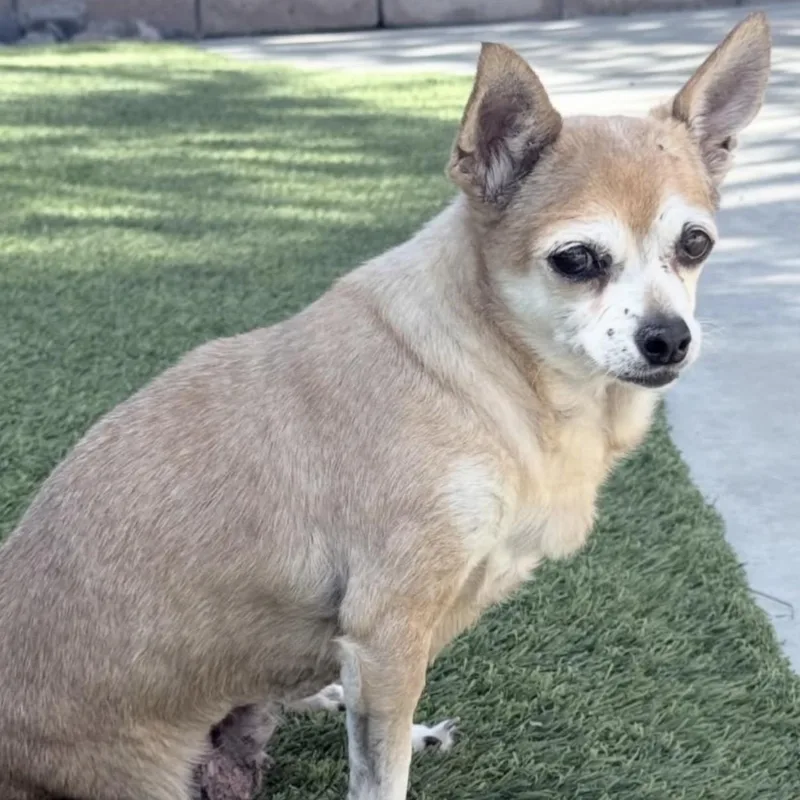 A senior small-sized female Apricot / Beige Chihuahua dog named Opal for adoption in Westlake Village, CA