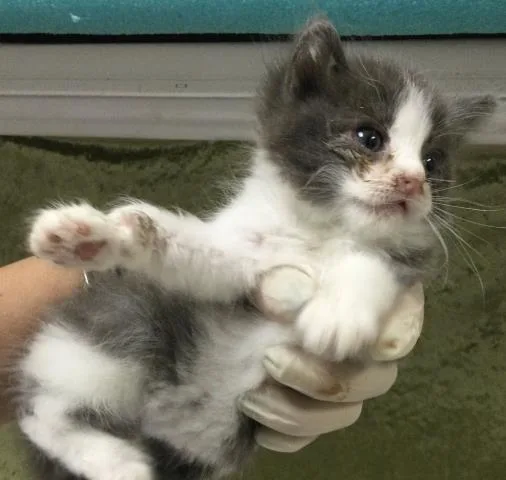 A baby small-sized female Domestic Short Hair cat named Lila for adoption in Riverside, CA