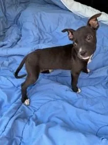 A baby medium-sized female Labrador Retriever dog named Cora for adoption in Brookhaven, MS