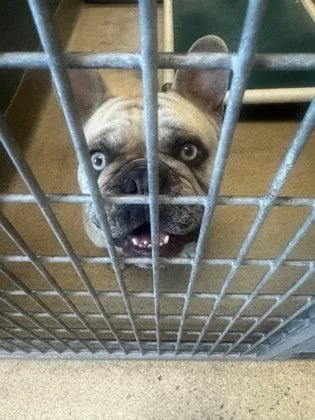 A young extra large-sized male French Bulldog dog named Mcintosh for adoption in Oakland, CA