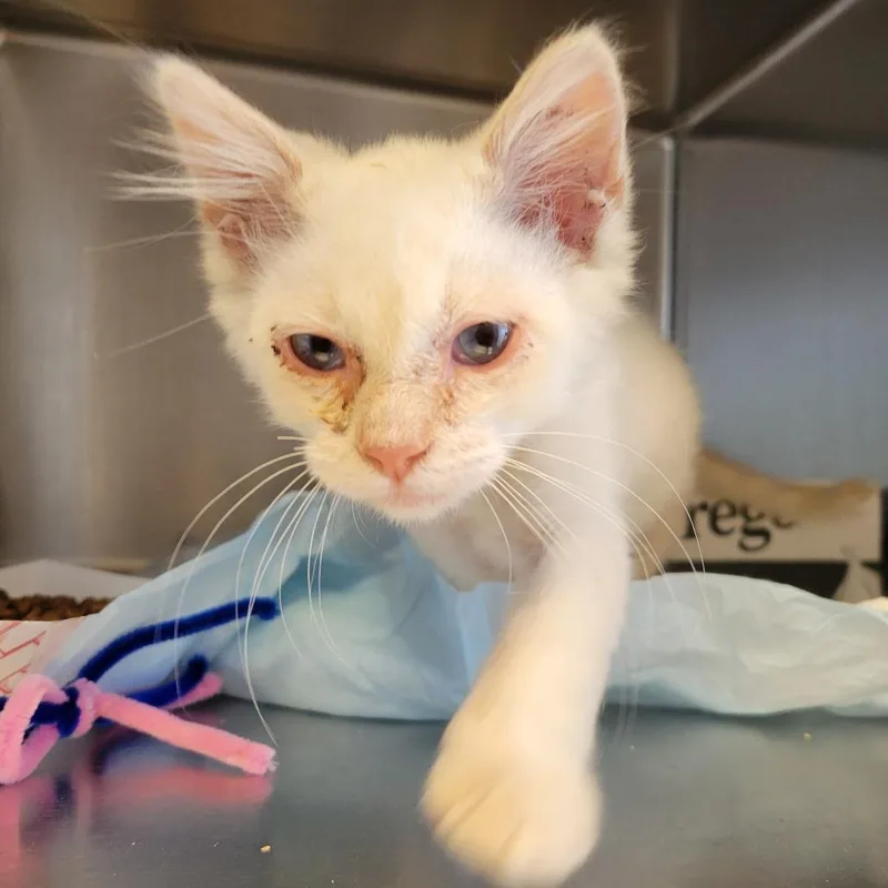 A baby small-sized male Flame Point Siamese cat named Stitch for adoption in Westminster, CA