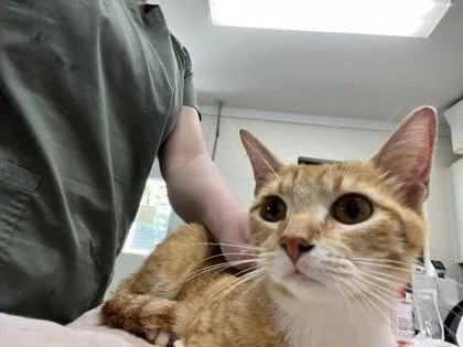 A young medium-sized female Domestic Short Hair cat named Sweetness for adoption in Athens, GA