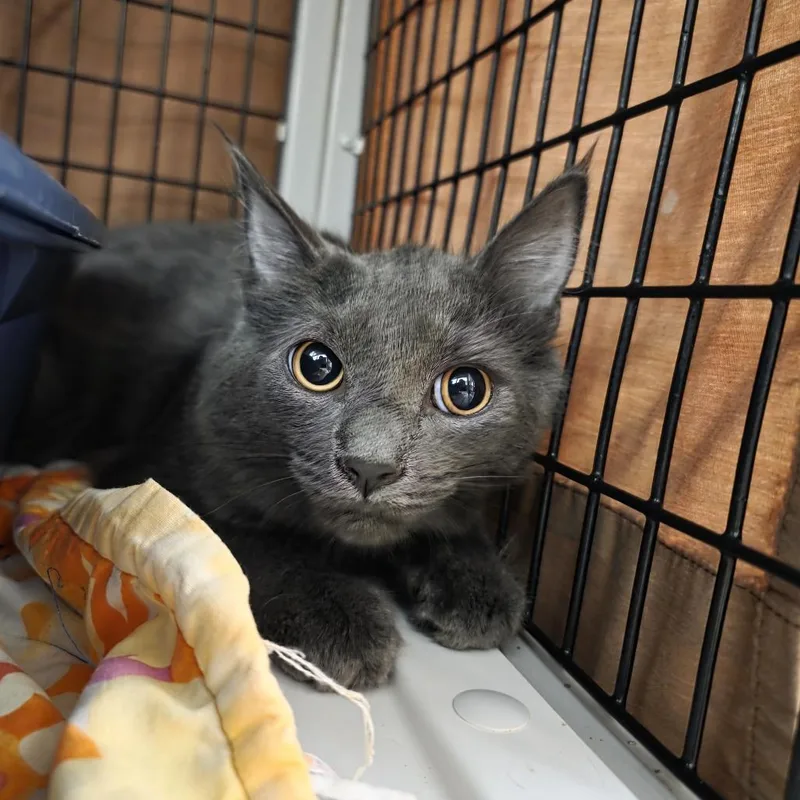 A young medium-sized female Gray / Blue / Silver Domestic Medium Hair cat named Siouxsie Sioux for adoption in Oshkosh, WI