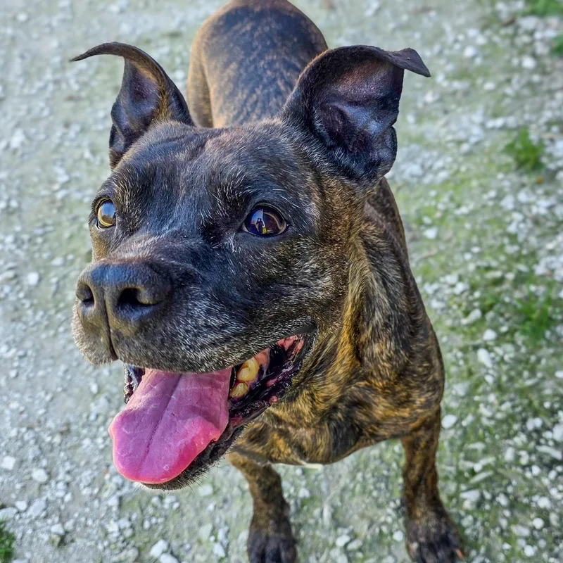 A senior medium-sized female Brindle Terrier dog named Athena for adoption in Gainesville, TX