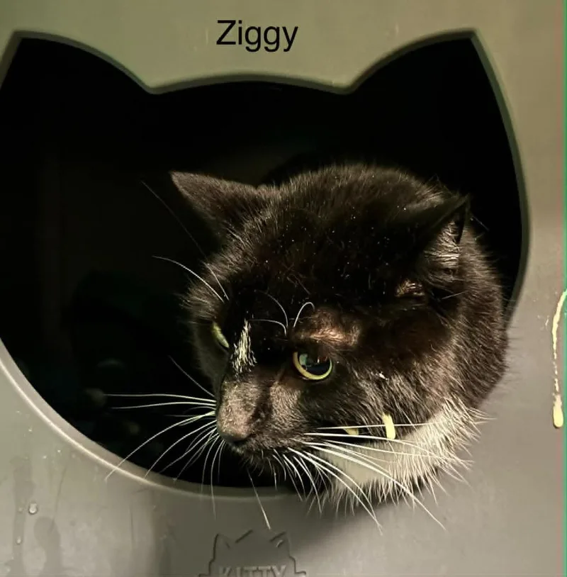 Ziggy