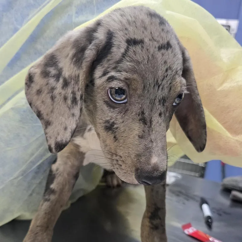 A baby small-sized male Gray / Blue / Silver Catahoula Leopard Dog dog named Jake for adoption in Wappingers Falls, NY