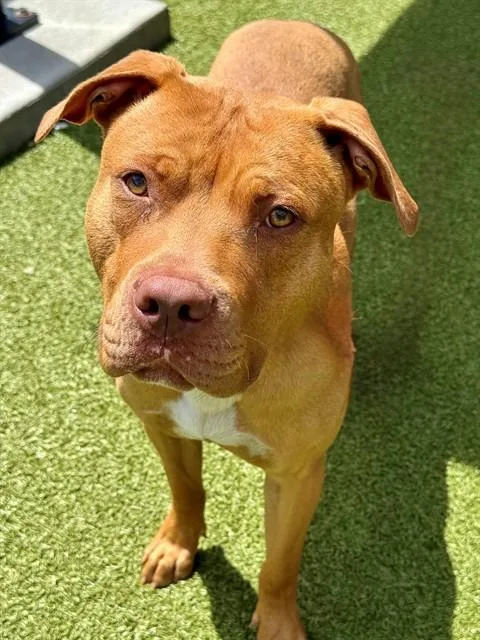 A young large-sized male Terrier dog named Ashton for adoption in Olivette, MO
