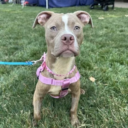 An adult medium-sized female Mixed Breed dog named Pepper for adoption in West Chester, PA