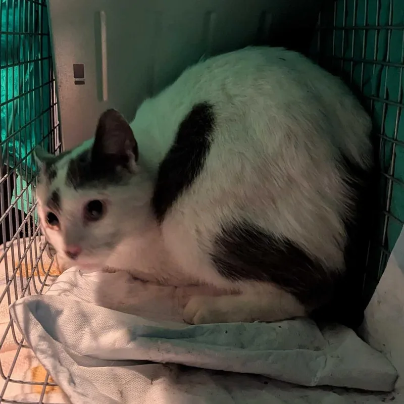 Virginia Slim thumbnail 2