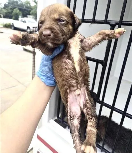 A baby small-sized male German Shepherd Dog dog named A for adoption in Houston, TX