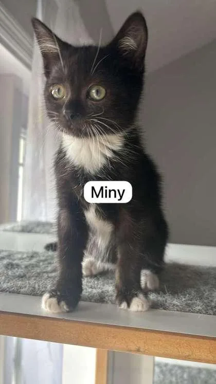 A baby medium-sized female Domestic Short Hair cat named Miny for adoption in West Chester, PA