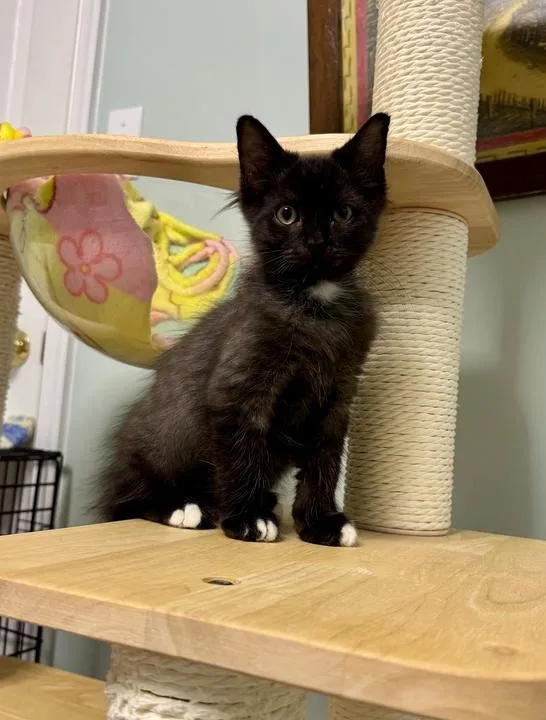 A baby small-sized male Black & White / Tuxedo Domestic Short Hair cat named Adrien for adoption in Woodbridge, VA