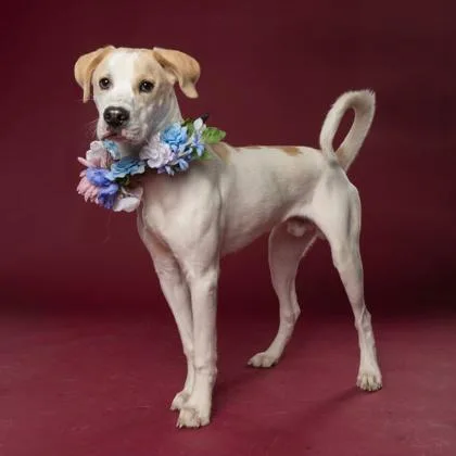 An adult large-sized male Labrador Retriever dog named Kai for adoption in Atlanta, GA
