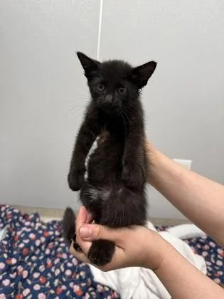 A young small-sized female Domestic Short Hair cat named Mango for adoption in Lafayette, IN