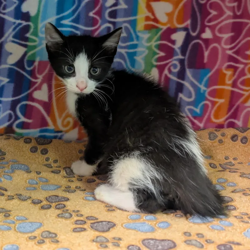 A young medium-sized male Black Domestic Short Hair cat named Jordan for adoption in Naples, FL
