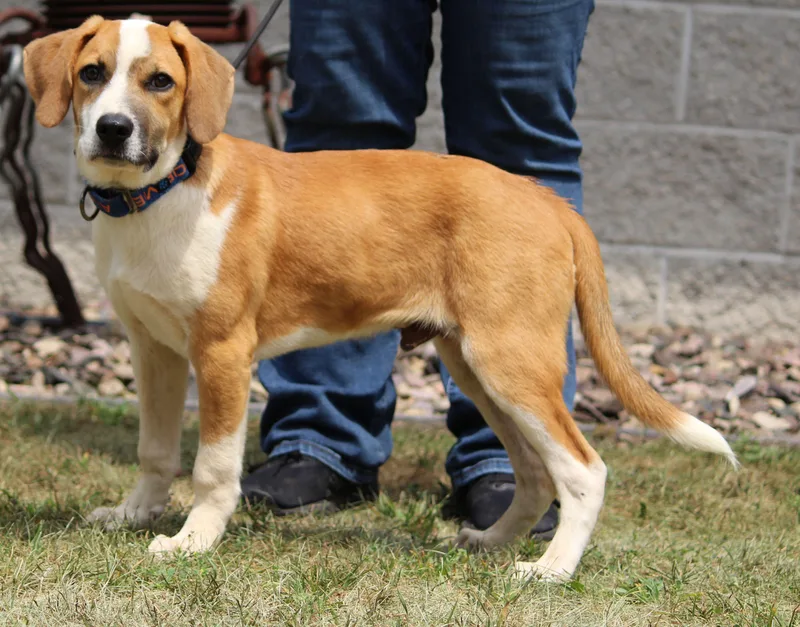 A baby large-sized male Mixed Breed dog named Dilbert for adoption in Portage, WI
