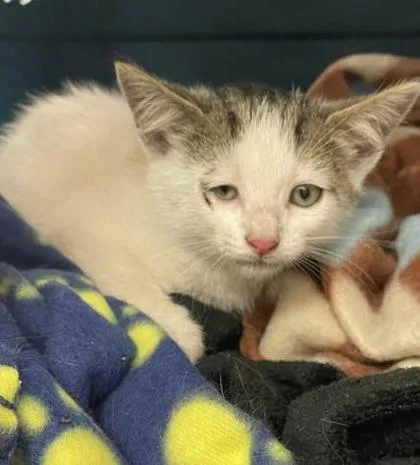 A baby small-sized female Domestic Short Hair cat named Tony Montana for adoption in Gainesville, FL