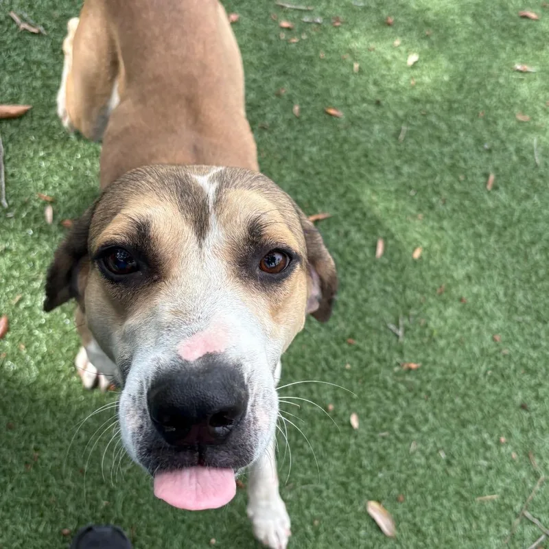 A young medium-sized male Yellow / Tan / Blond / Fawn Mixed Breed dog named Norman for adoption in Naples, FL
