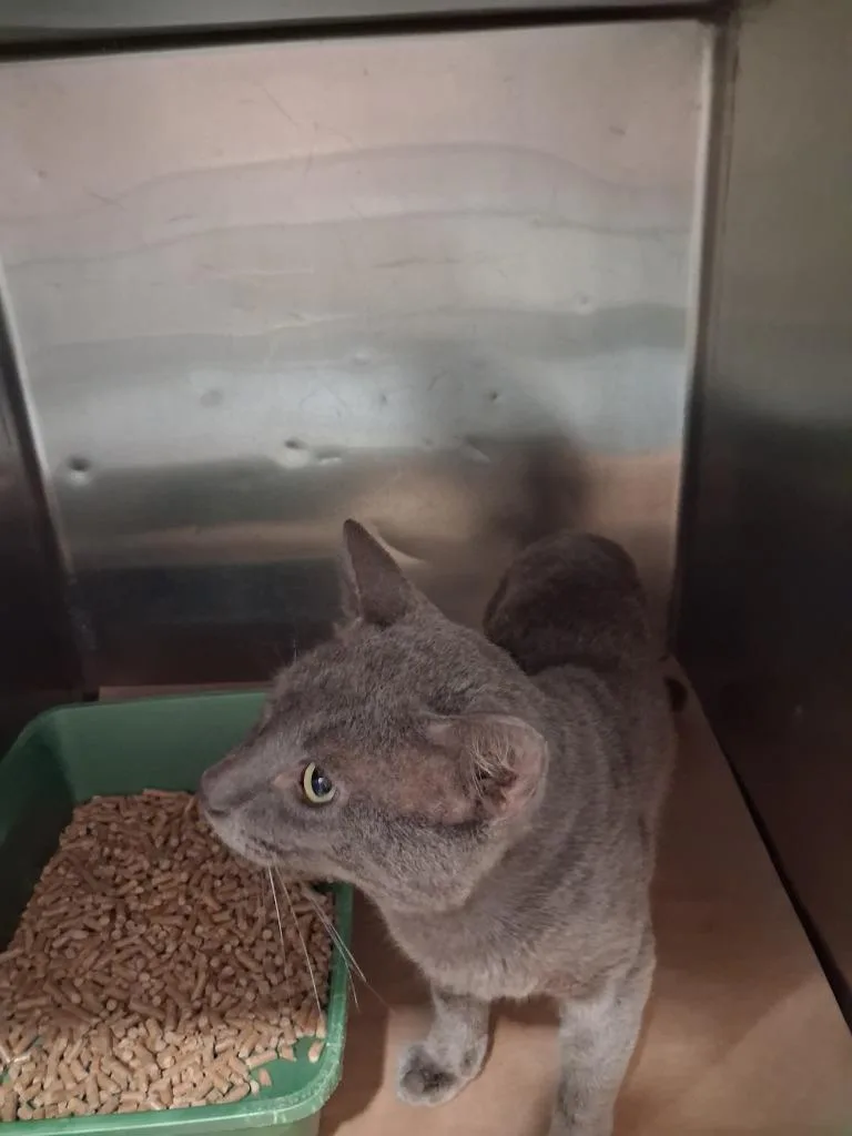 A baby large-sized male Domestic Short Hair cat named Shania for adoption in Cartersville , GA