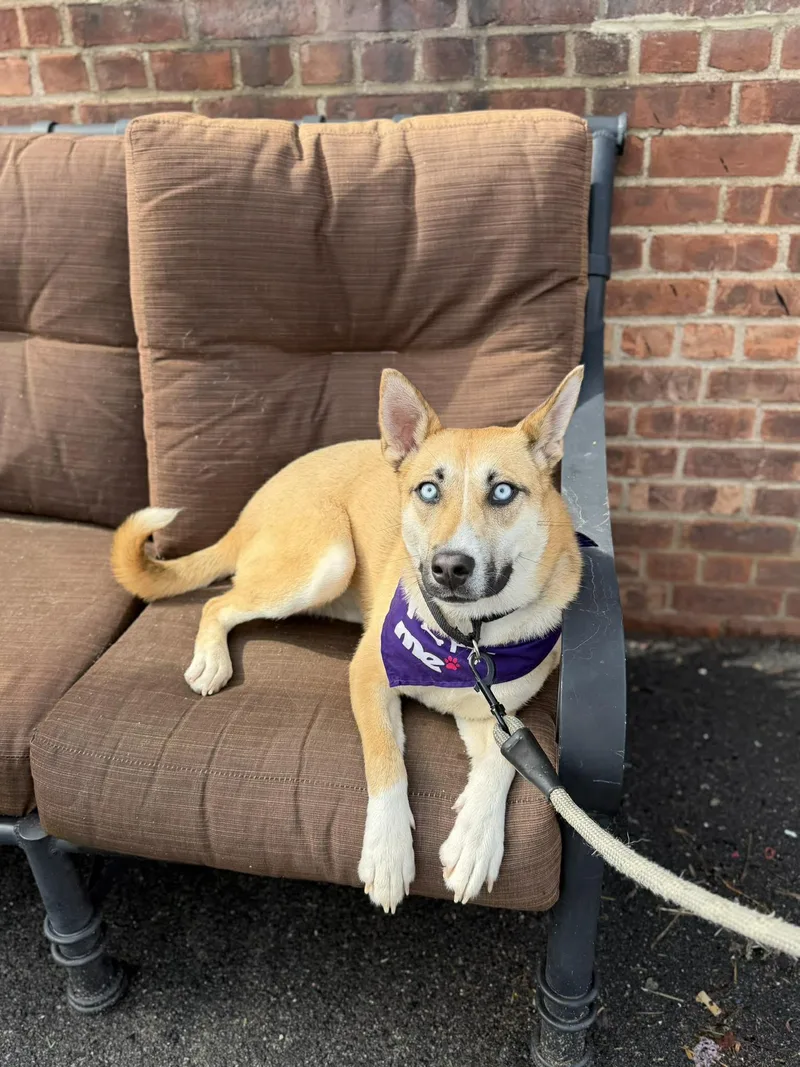 A young medium-sized female Mixed Breed dog named Cupcake for adoption in Westwood, NJ