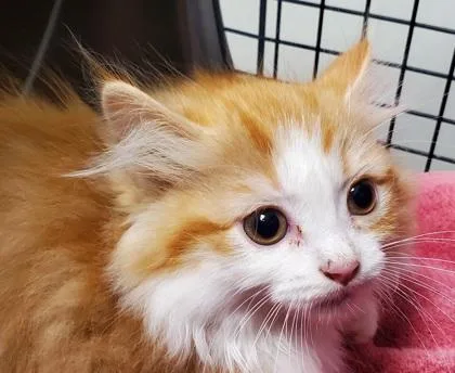 A young large-sized female Domestic Long Hair cat named Cheesecake for adoption in Kansas City, MO