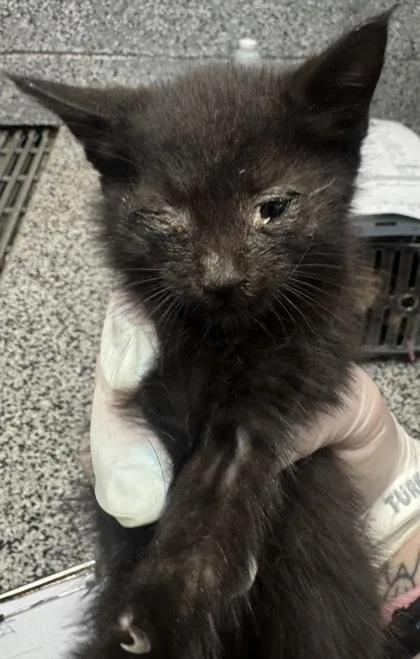 A baby small-sized male Domestic Short Hair cat named Espresso for adoption in West Chester, PA