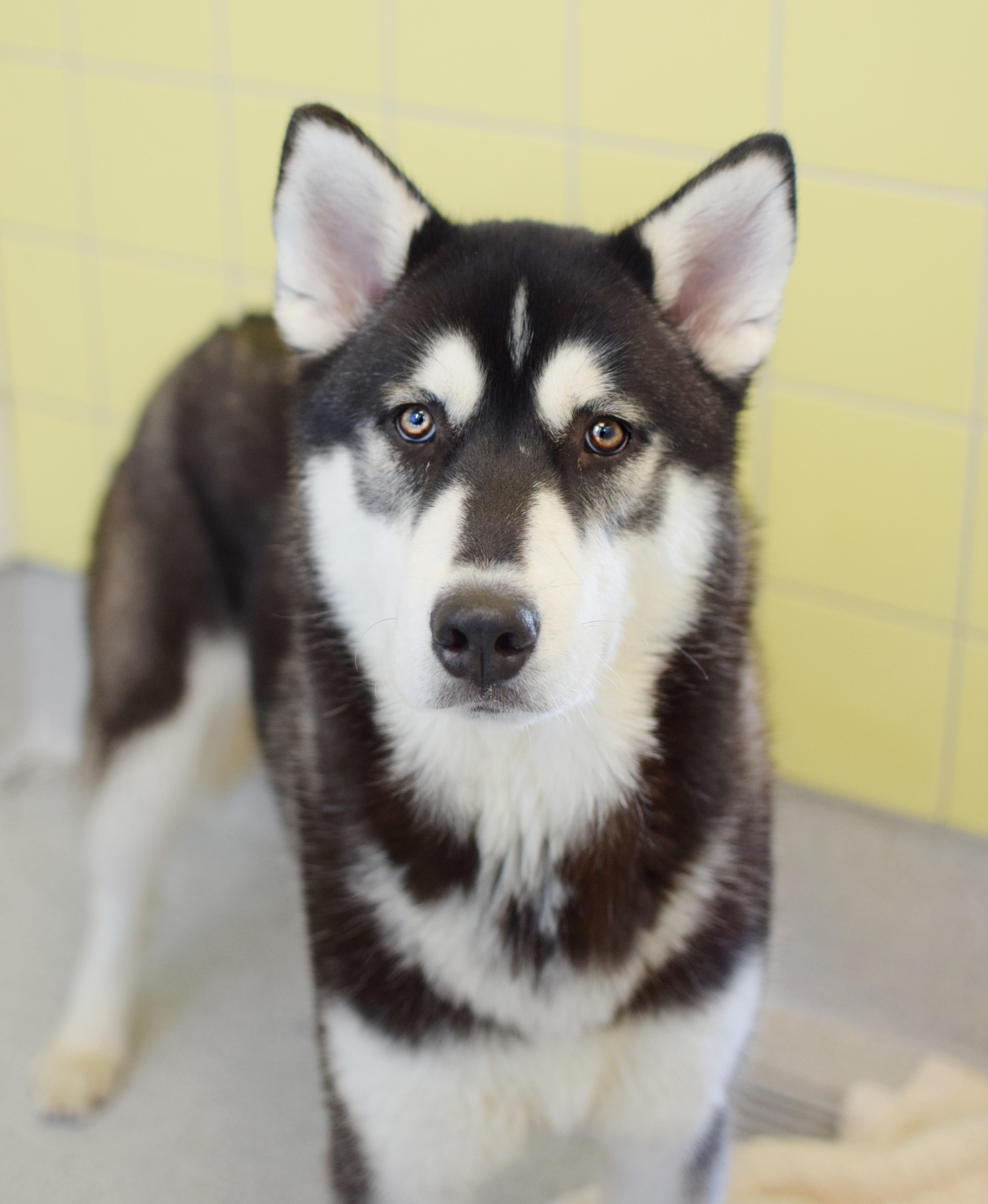 A young large-sized male Black Husky dog named Big Billy for adoption in Pontiac, MI