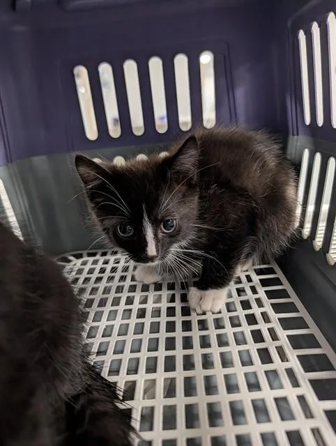 A baby small-sized male Domestic Short Hair cat named Henry for adoption in Ocala, FL