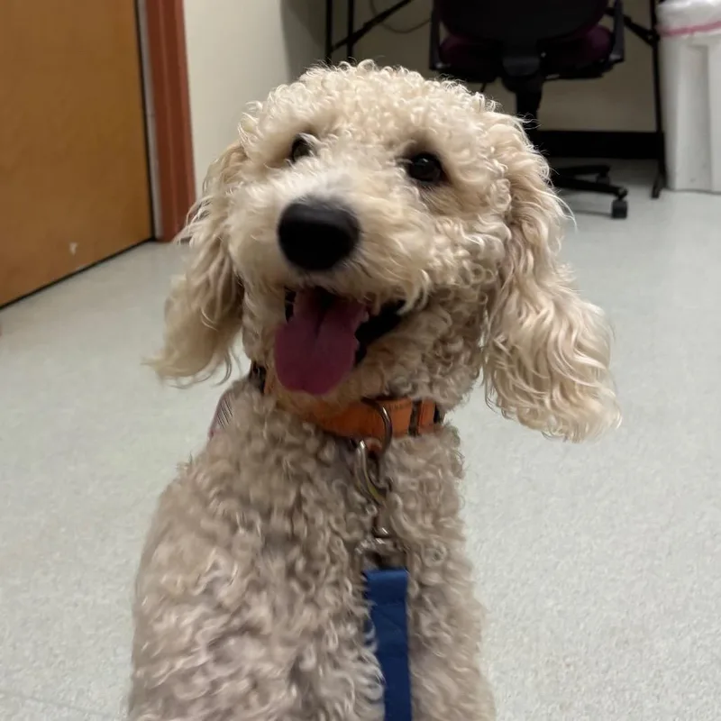 An adult medium-sized male Golden Standard Poodle dog named Fitz for adoption in Springfield, MA