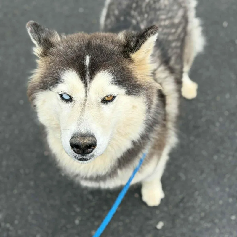 An adult medium-sized female Gray / Blue / Silver Husky dog named Skyler for adoption in Concord, NC