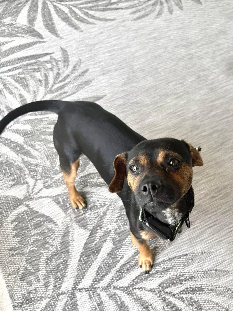 A young small-sized male Black Chihuahua dog named Hawkins for adoption in Durham, NC