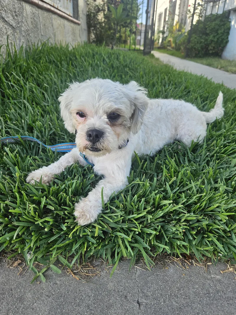 An adult small-sized male Gray / Blue / Silver Shih poo dog named Palomo for adoption in Los Angeles, CA