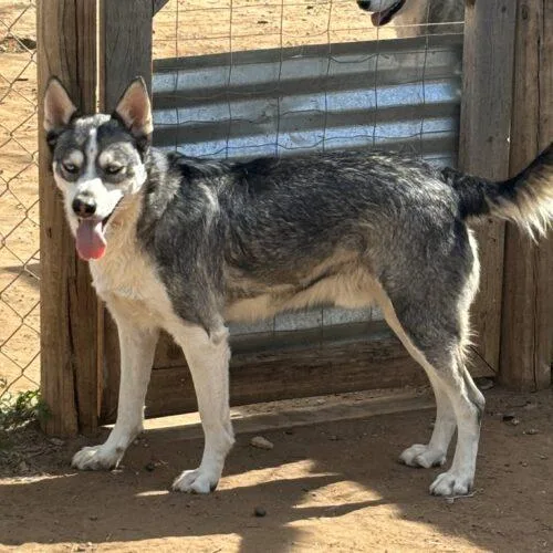 An adult medium-sized male Black Husky dog named Creed for adoption in Sullivan City, TX
