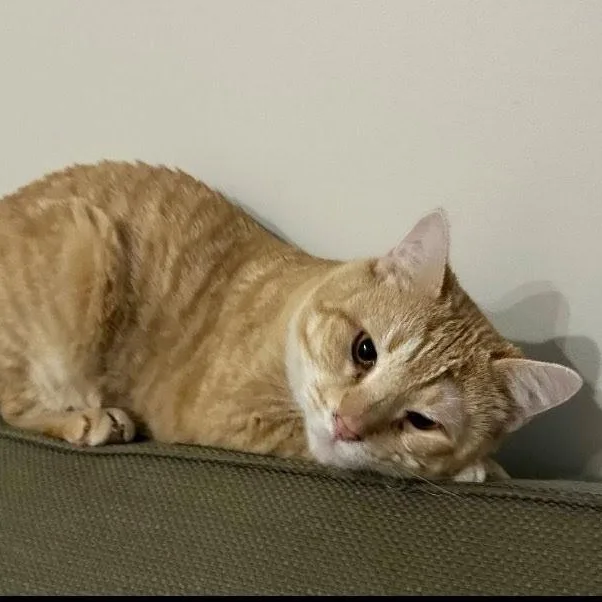 Pooh Bear thumbnail 2