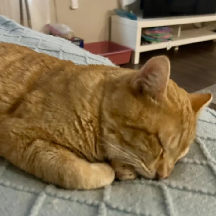 Pooh Bear thumbnail 3