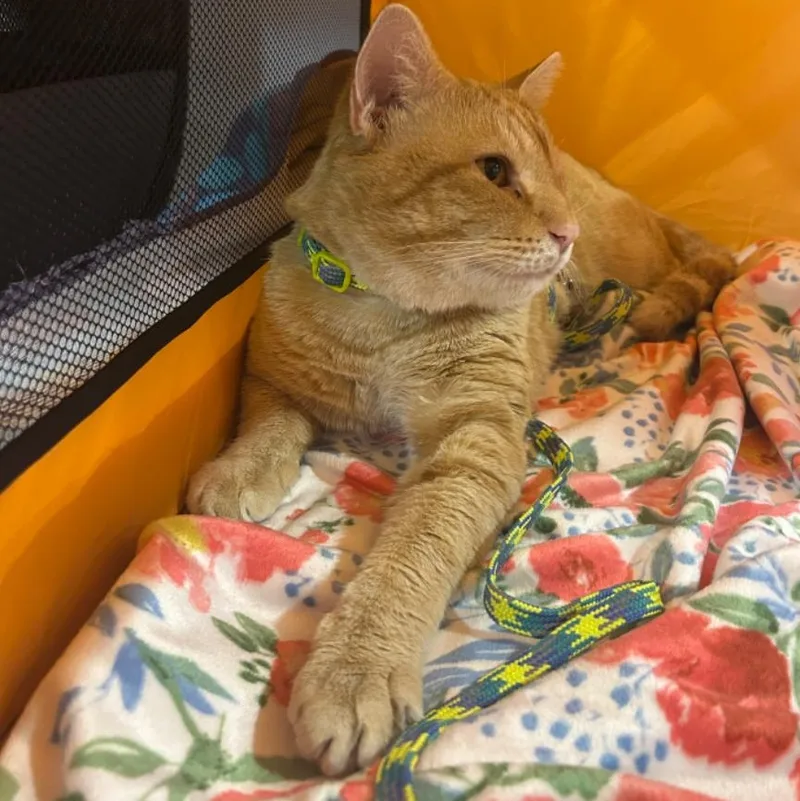 Pooh Bear thumbnail 4