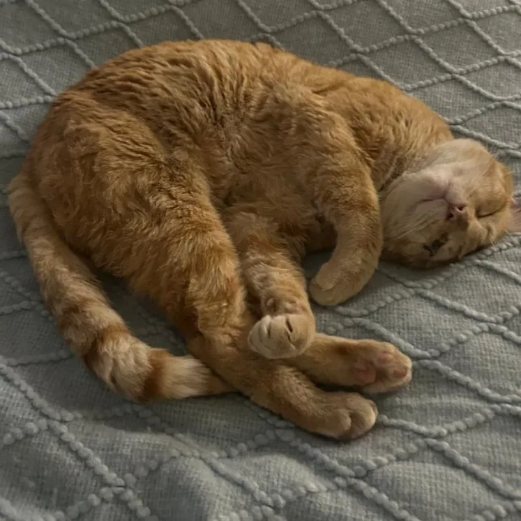 Pooh Bear thumbnail 5