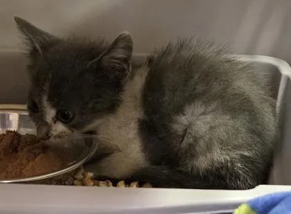 An adult small-sized unknown Domestic Short Hair cat named Mouse for adoption in Saint Anne, IL