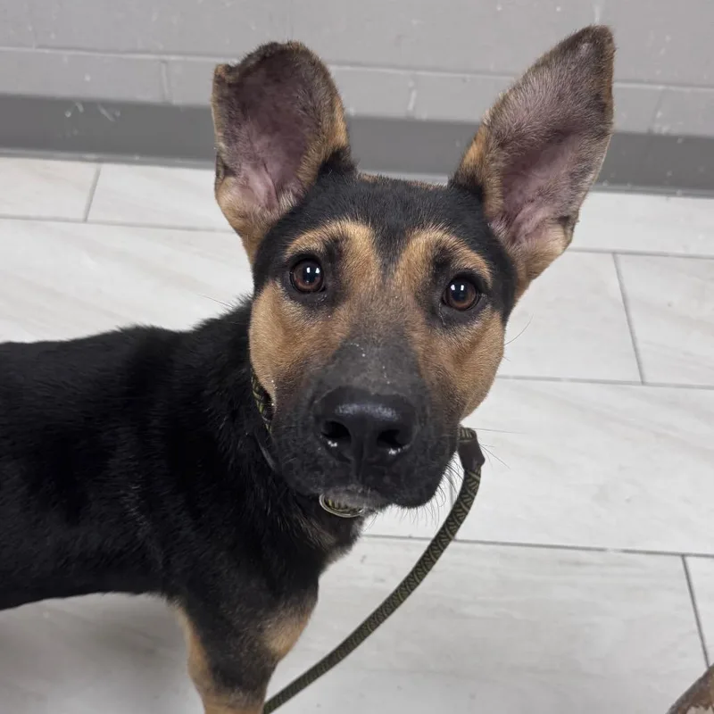 An adult medium-sized male Black German Shepherd Dog dog named Huckleberry for adoption in Lufkin, TX