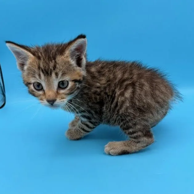 A baby medium-sized male Tabby (Brown / Chocolate) Manx cat named Cessna for adoption in Springfield, MO