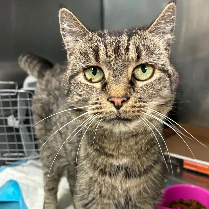 A senior medium-sized female Gray / Blue / Silver Domestic Short Hair cat named Penelope for adoption in Abingdon, MD